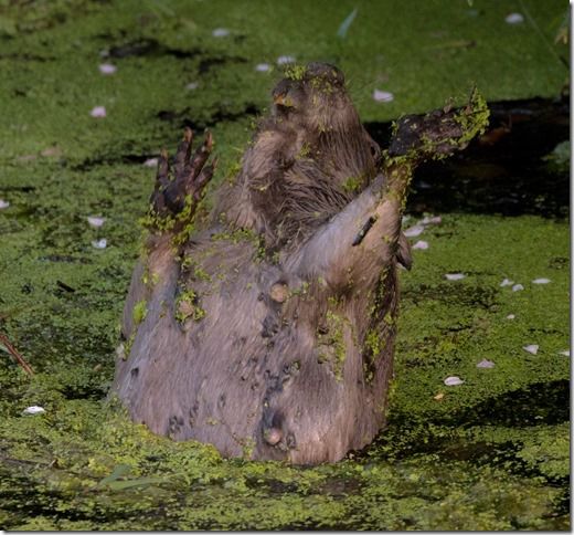 Beaver Lodge Spring 2018